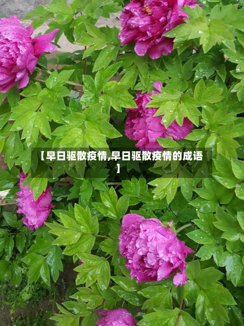 【早日驱散疫情,早日驱散疫情的成语】