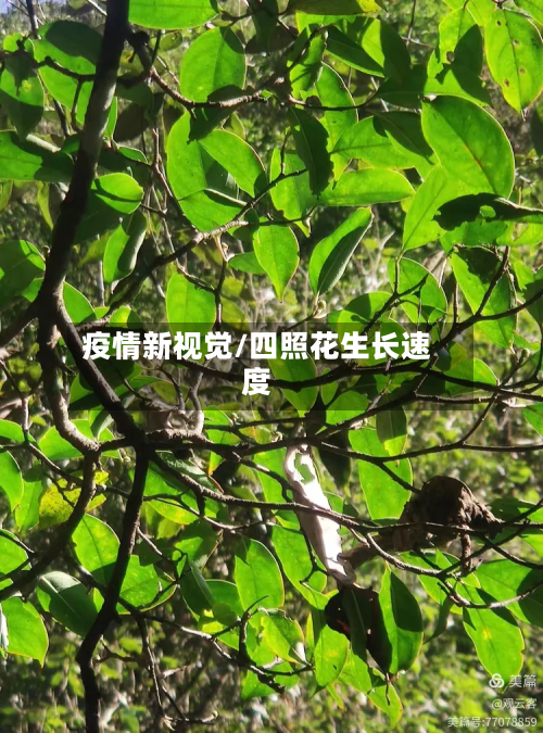 疫情新视觉/四照花生长速度
