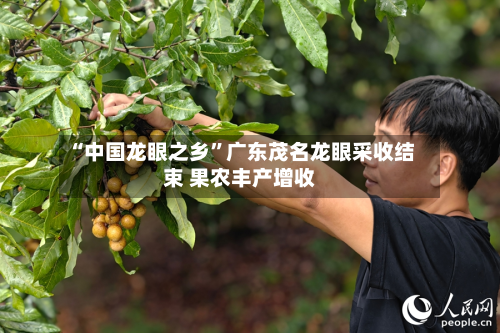 “中国龙眼之乡”广东茂名龙眼采收结束 果农丰产增收-第2张图片