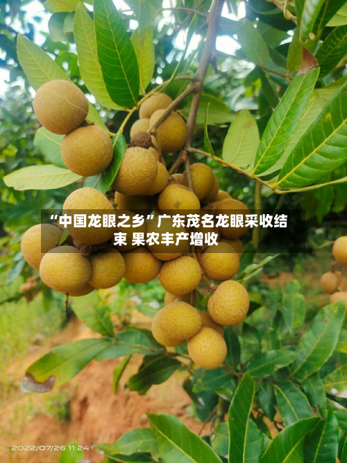“中国龙眼之乡”广东茂名龙眼采收结束 果农丰产增收-第3张图片